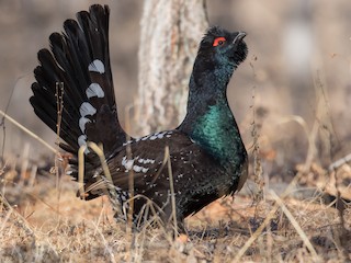  - Black-billed Capercaillie