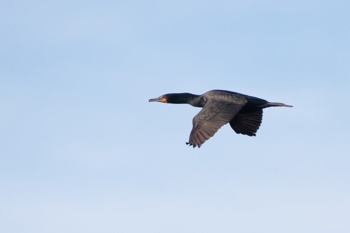 Double-crested Cormorant - Percy Ulsamer