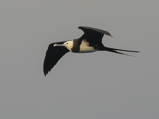  - Ascension Frigatebird