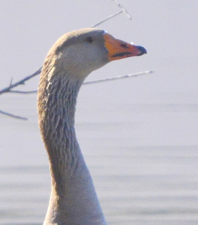 Graylag Goose (Domestic type) - ML304115541