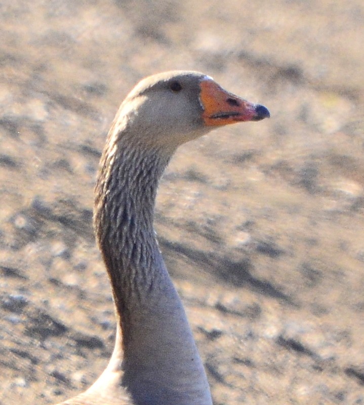 Graylag Goose (Domestic type) - ML304115551