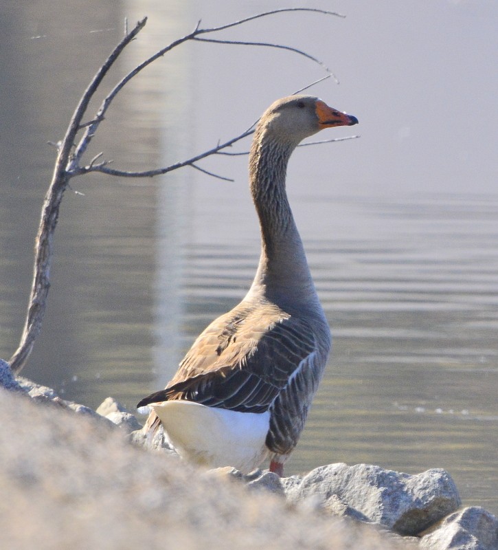 Graylag Goose (Domestic type) - ML304115561