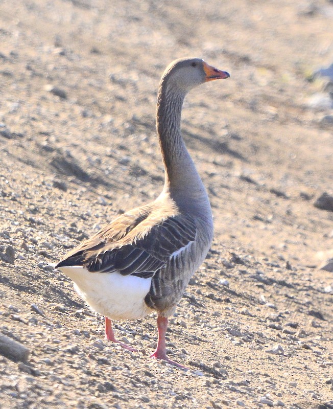 Graylag Goose (Domestic type) - ML304115581