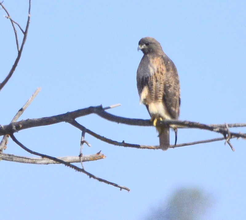 Red-tailed Hawk - Mike Bush