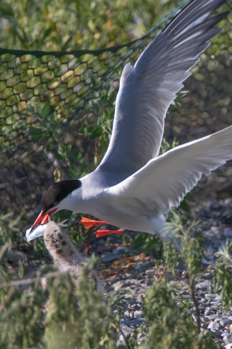 Common Tern - Percy Ulsamer