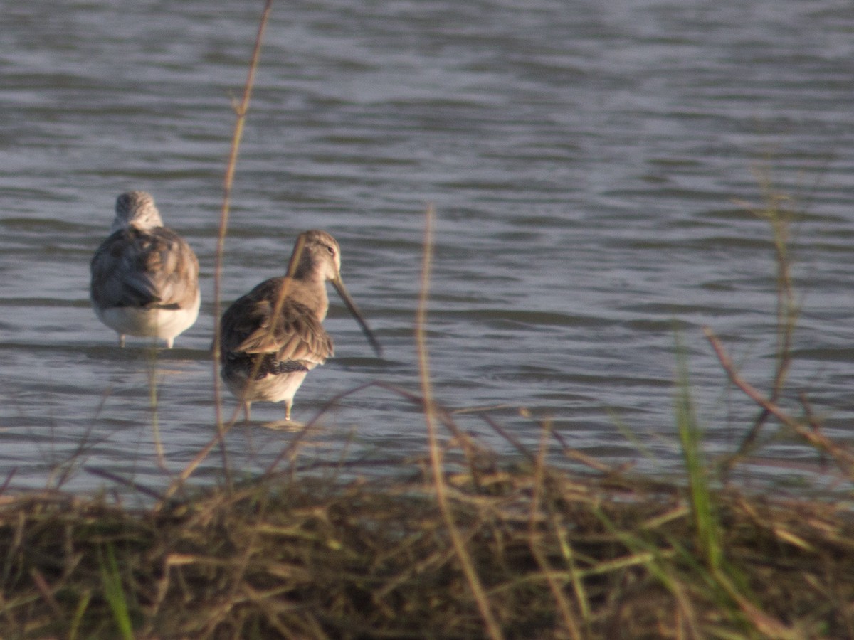 Long-billed Dowitcher - ML304116671