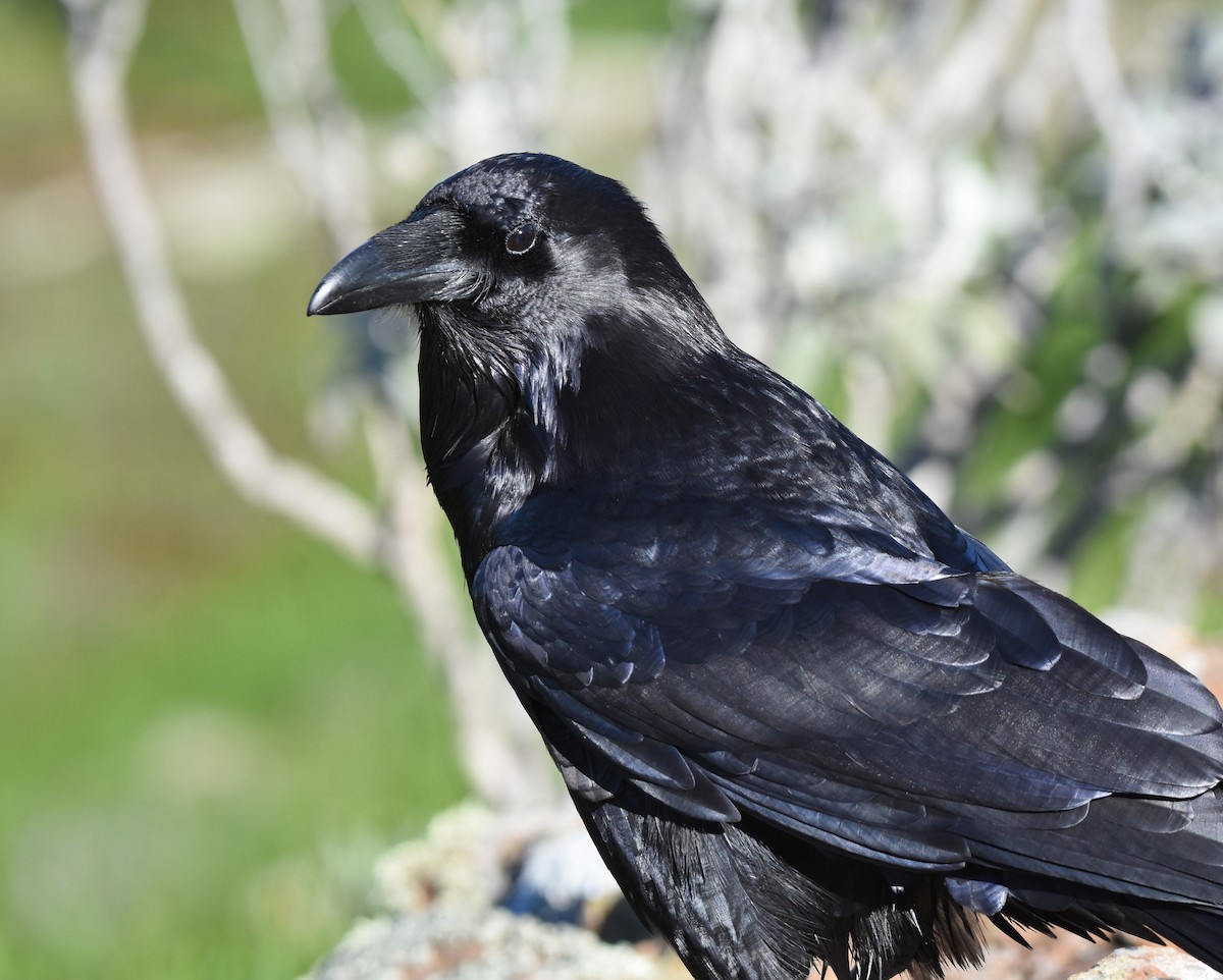 Common Raven - ML304117751