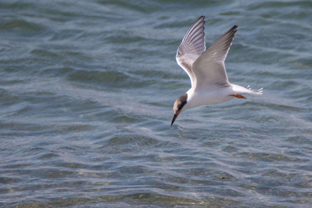 Common Tern - ML304117901