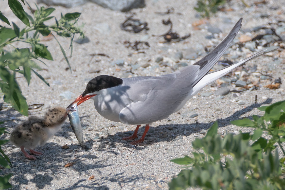 Common Tern - ML304117921