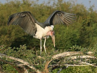  - Marabou Stork