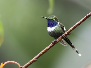  - Sparkling-tailed Hummingbird