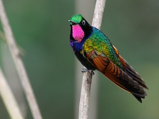  - Garnet-throated Hummingbird