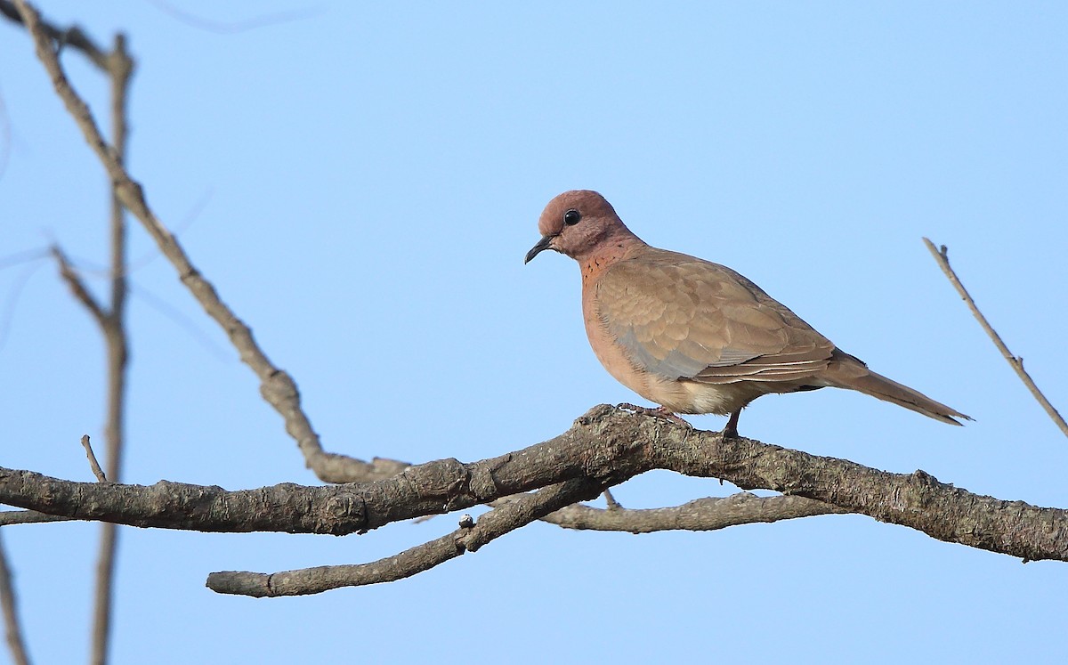 Laughing Dove - ML304126341