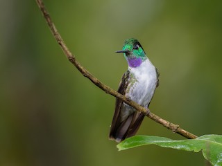  - White-bellied Mountain-gem