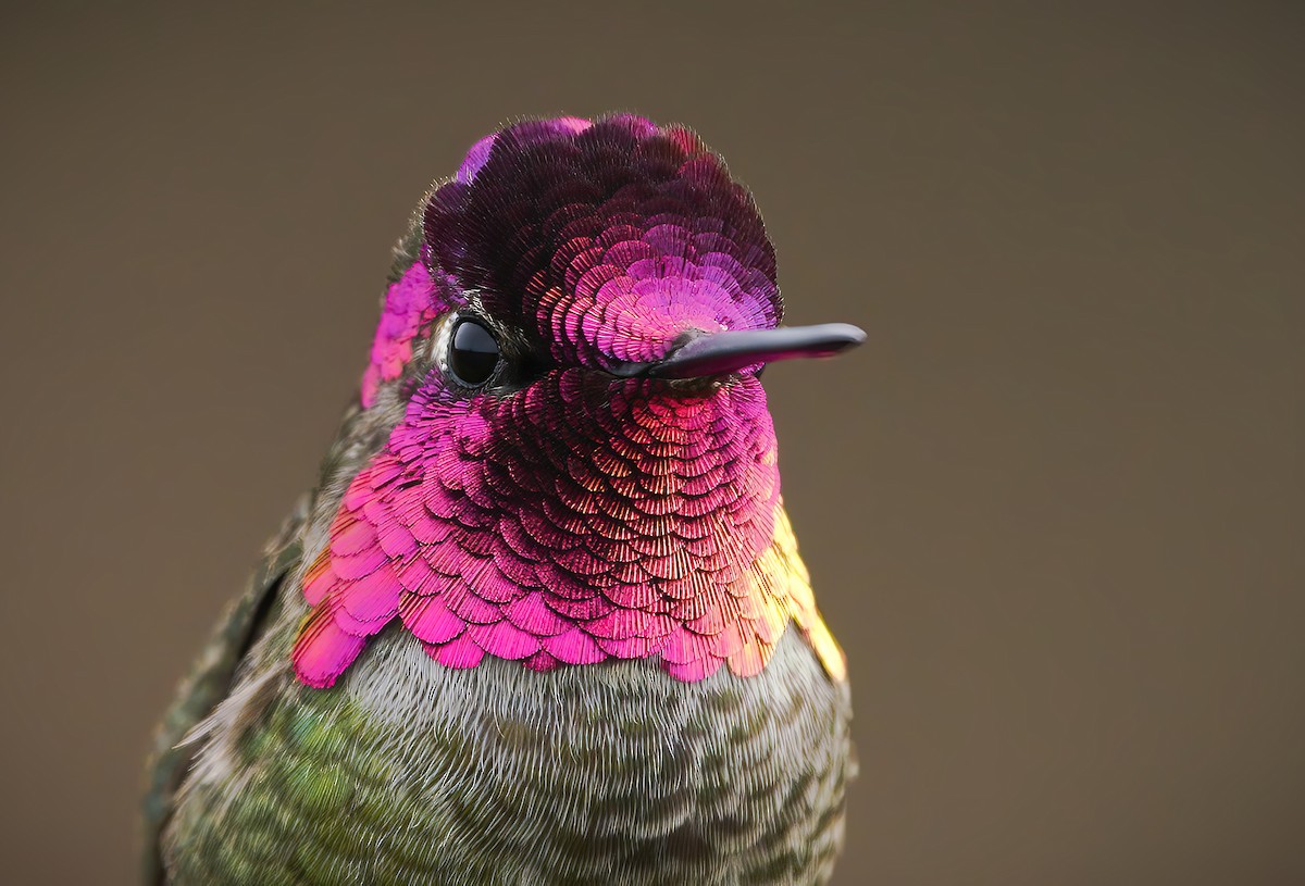 Anna's Hummingbird - ML304127181