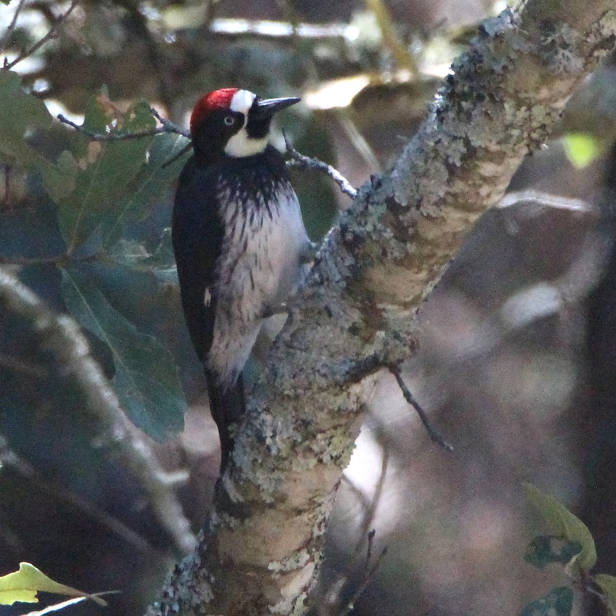 Acorn Woodpecker - ML304127561