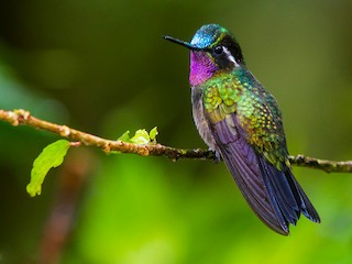  - Purple-throated Mountain-gem