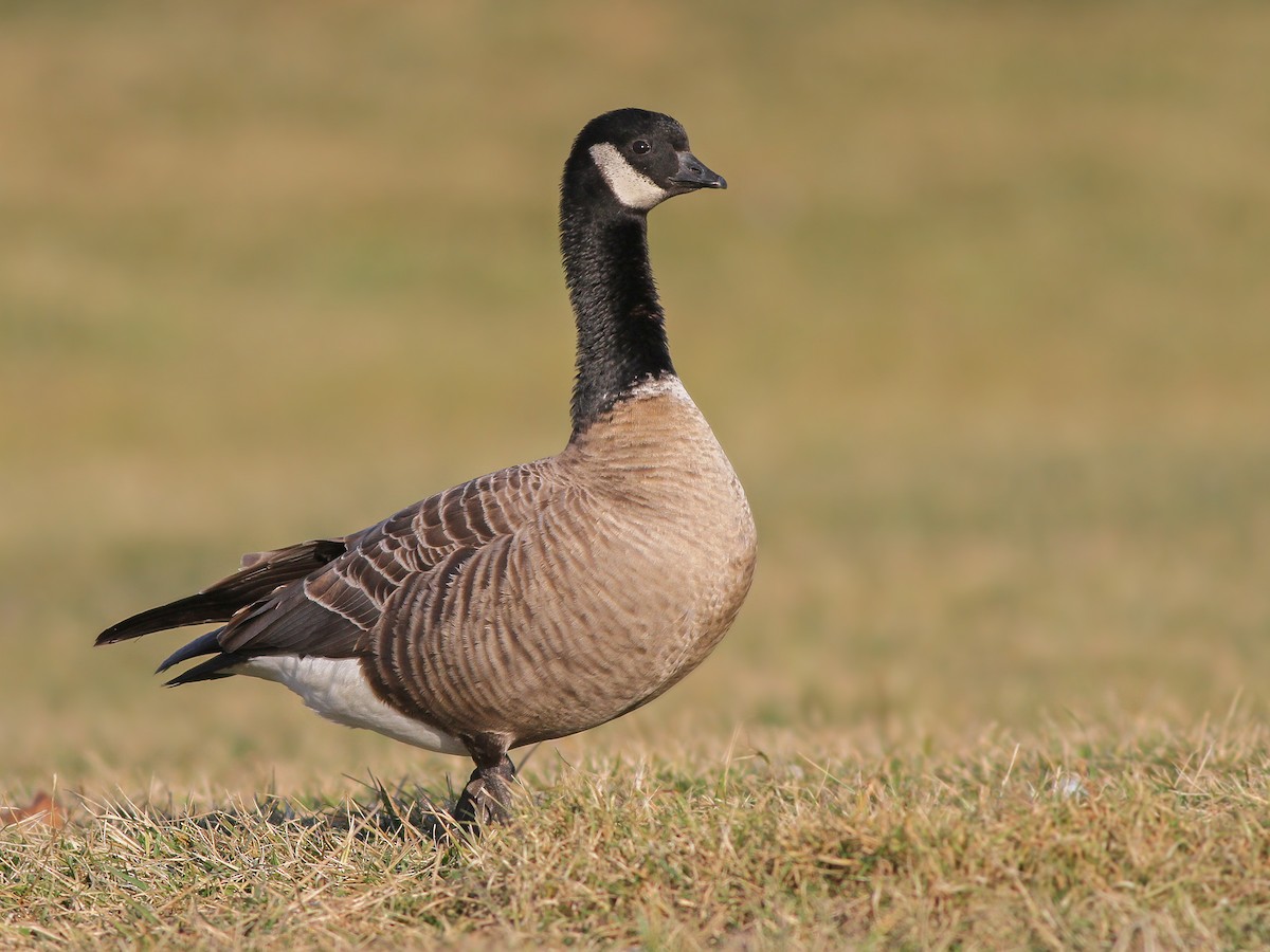 Cackling Goose Branta hutchinsii Birds of the World