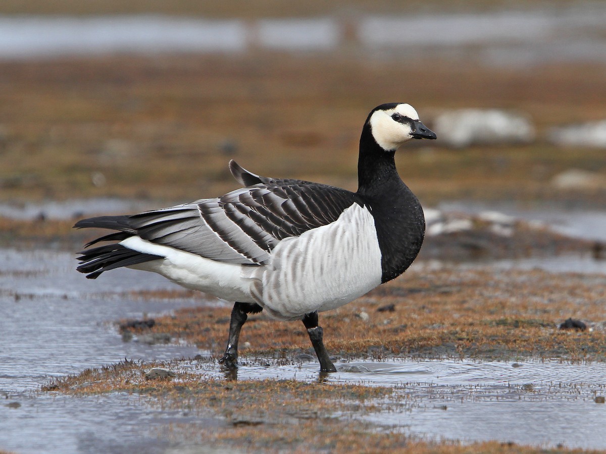 Barnacle Goose - Branta leucopsis - Birds of the World