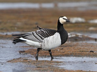 Barnacle Goose Branta leucopsis Birds of the World