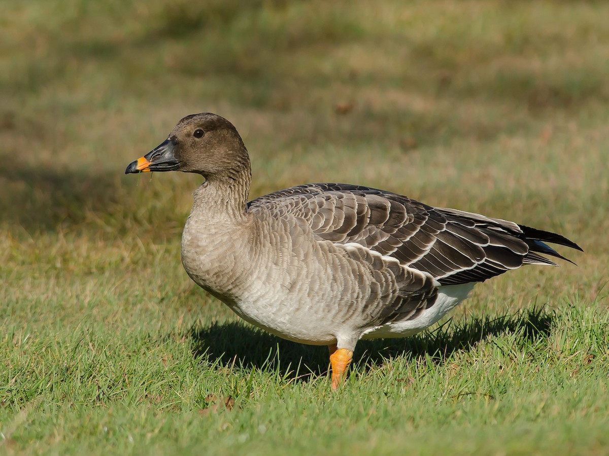 Tundra Bean-Goose - Anser serrirostris - Birds of the World