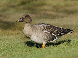  - Tundra Bean-Goose