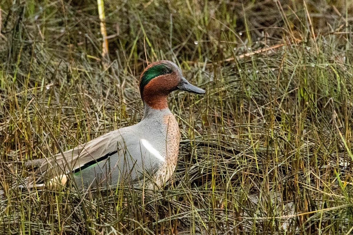 Green-winged Teal - ML304131171