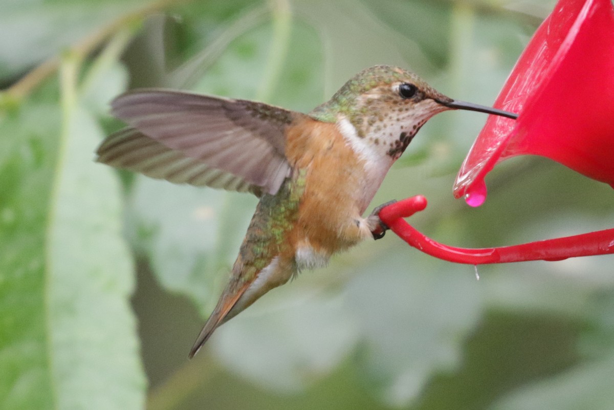 Rufous Hummingbird - ML304133431