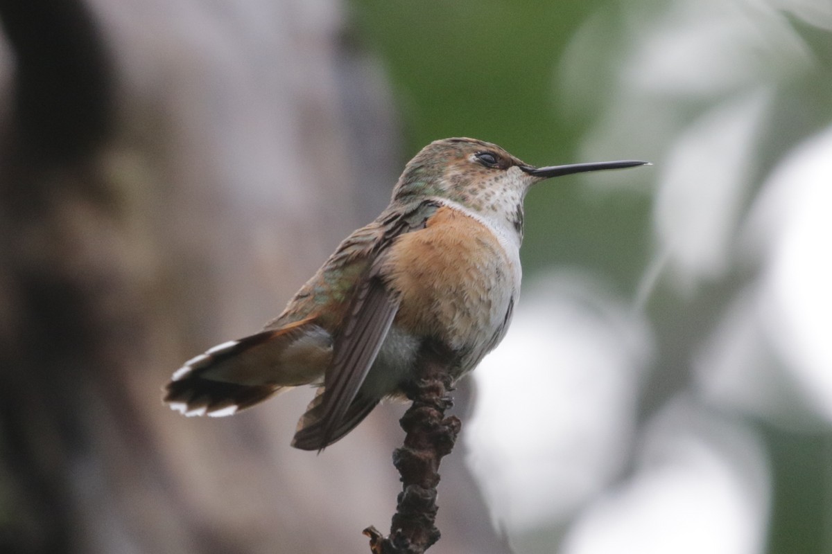 Rufous Hummingbird - ML304133521