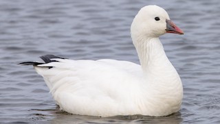 Ross's Goose, ML304135771