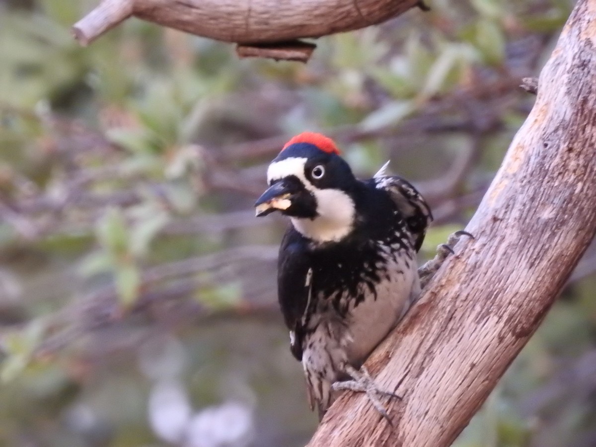 Acorn Woodpecker - Richard A Fischer Sr.