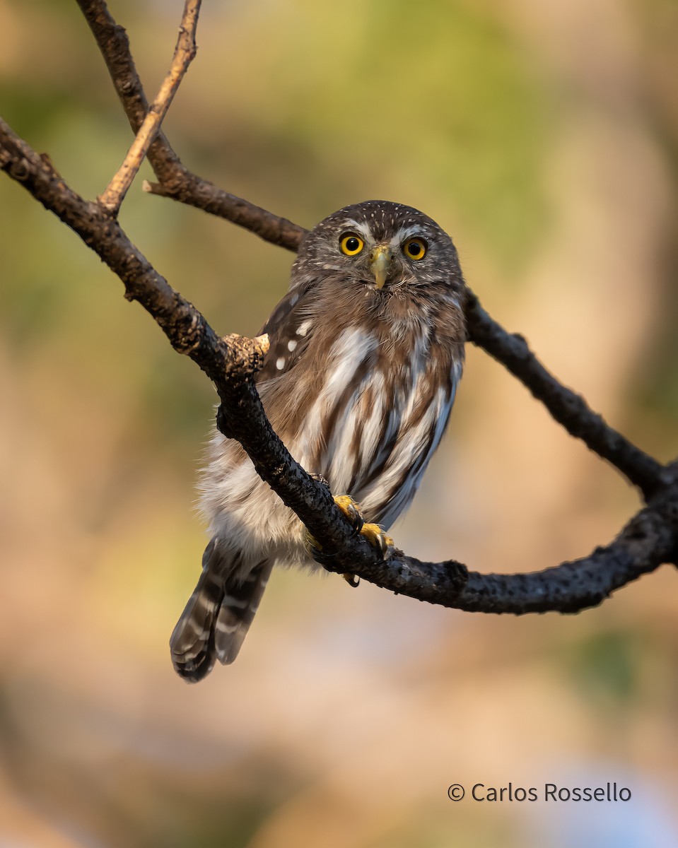 Ferruginous Pygmy-Owl - Carlos Rossello