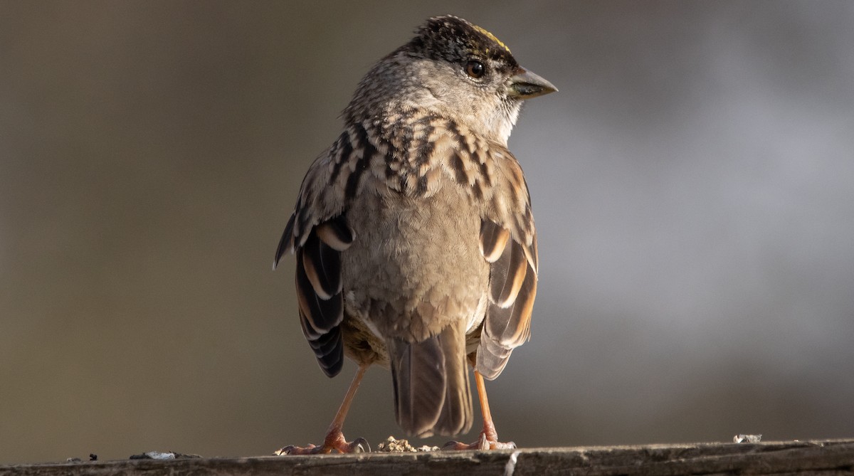 Golden-crowned Sparrow - Liam Huber