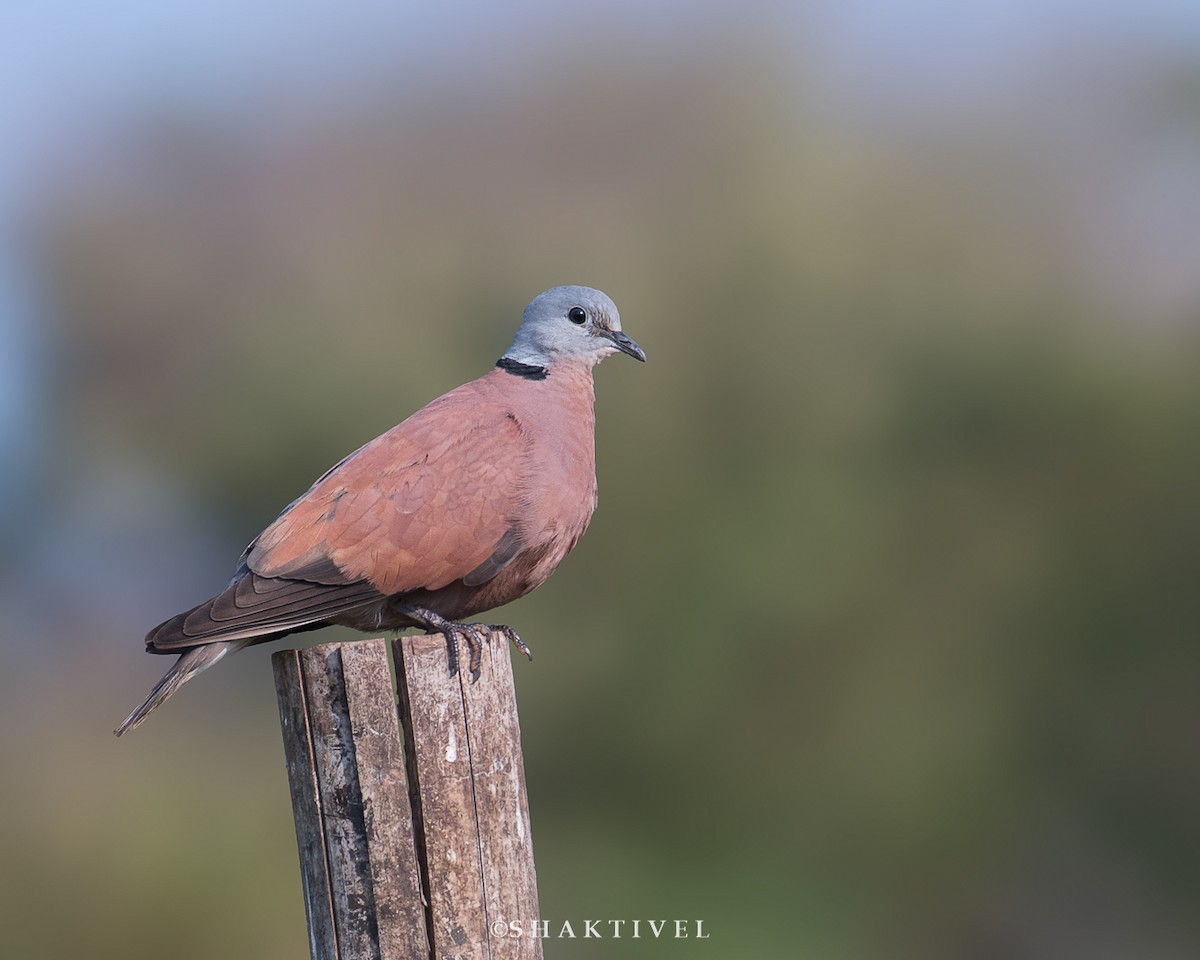 Red Collared-Dove - ML304138671