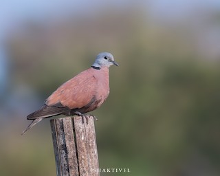 Red Collared-Dove, ML304138671