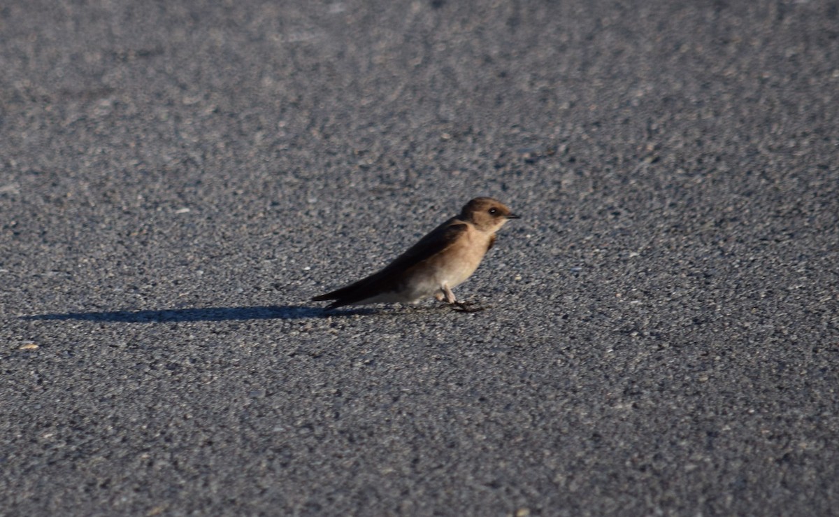 Northern Rough-winged Swallow - ML30413921