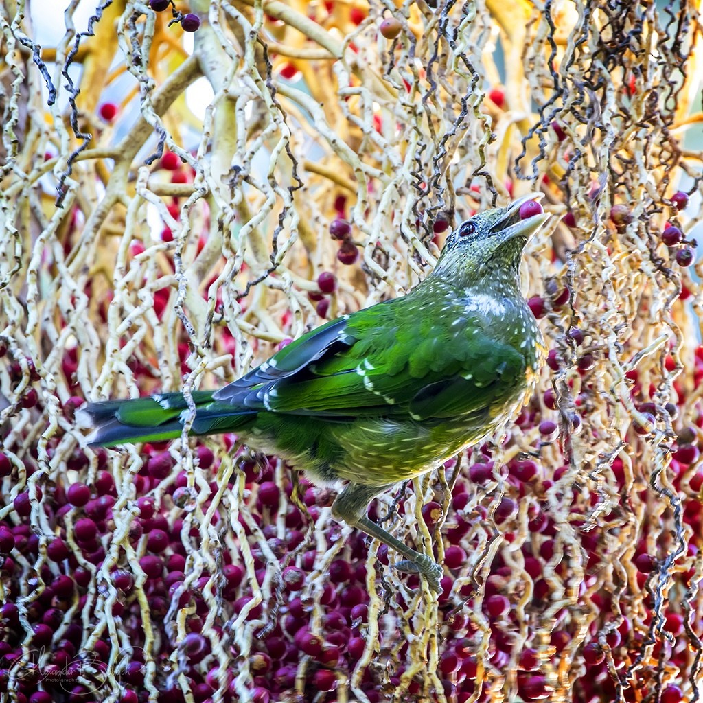Green Catbird - Alexander Babych