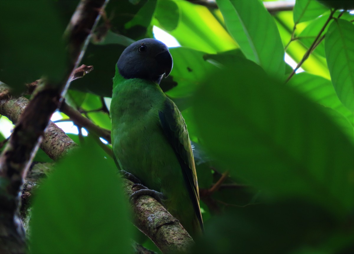 Seylan Yeşil Papağanı - ML304142241