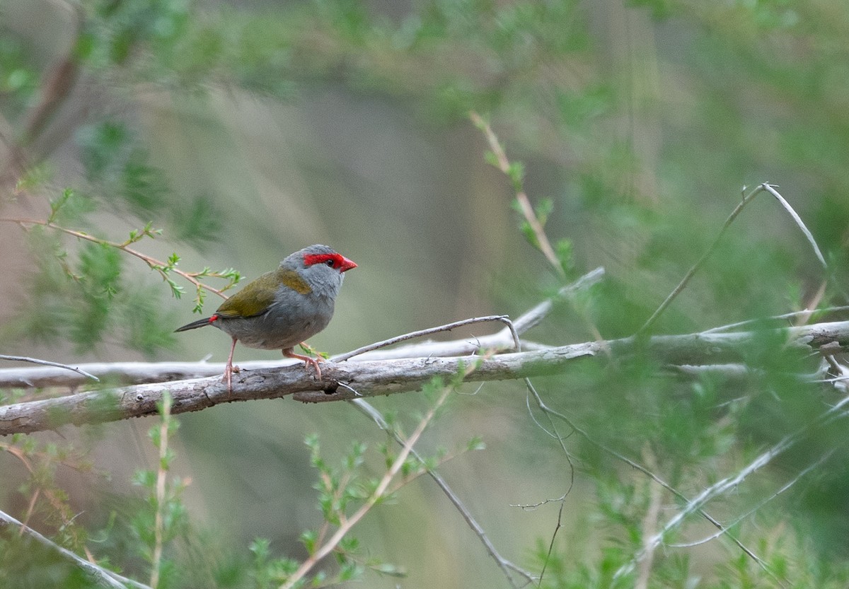 Red-browed Firetail - ML304142401