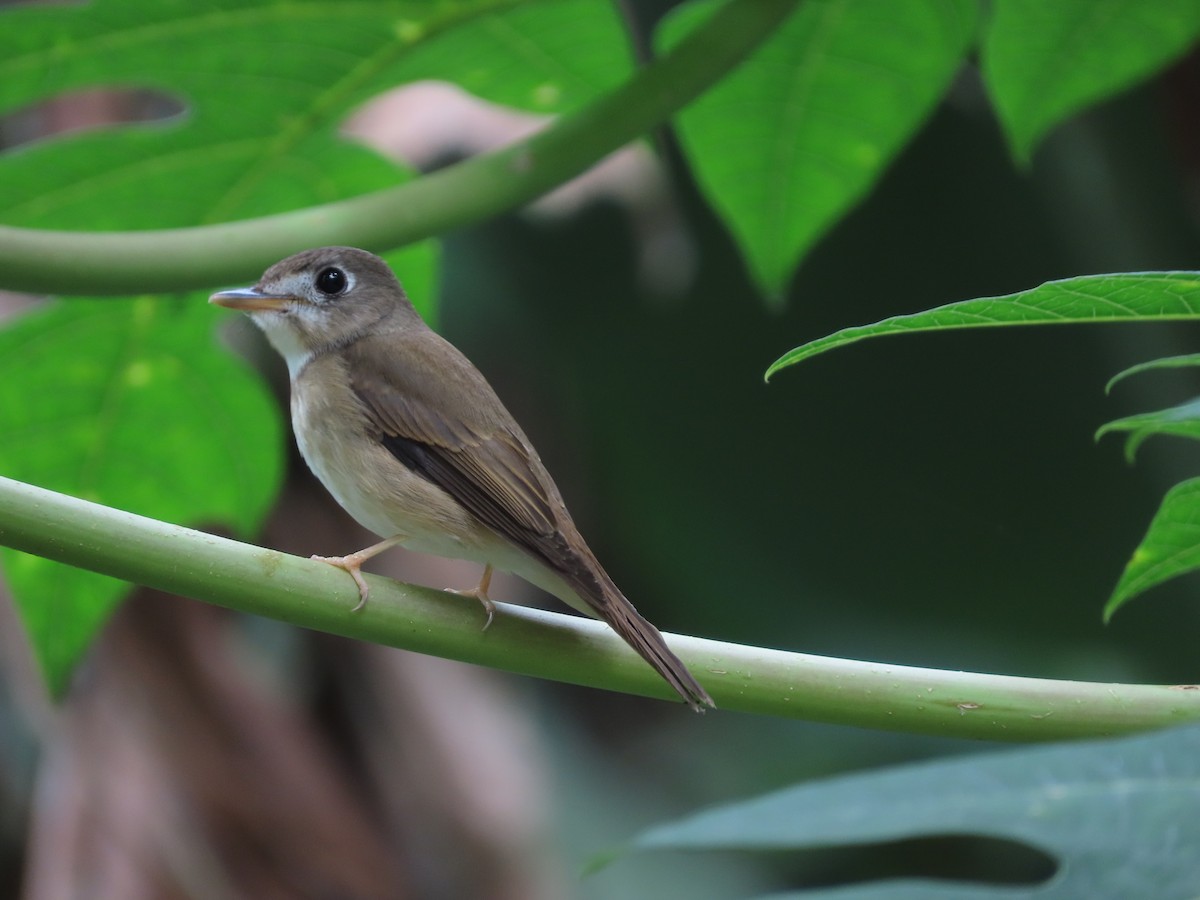 Brown-breasted Flycatcher - ML304142661