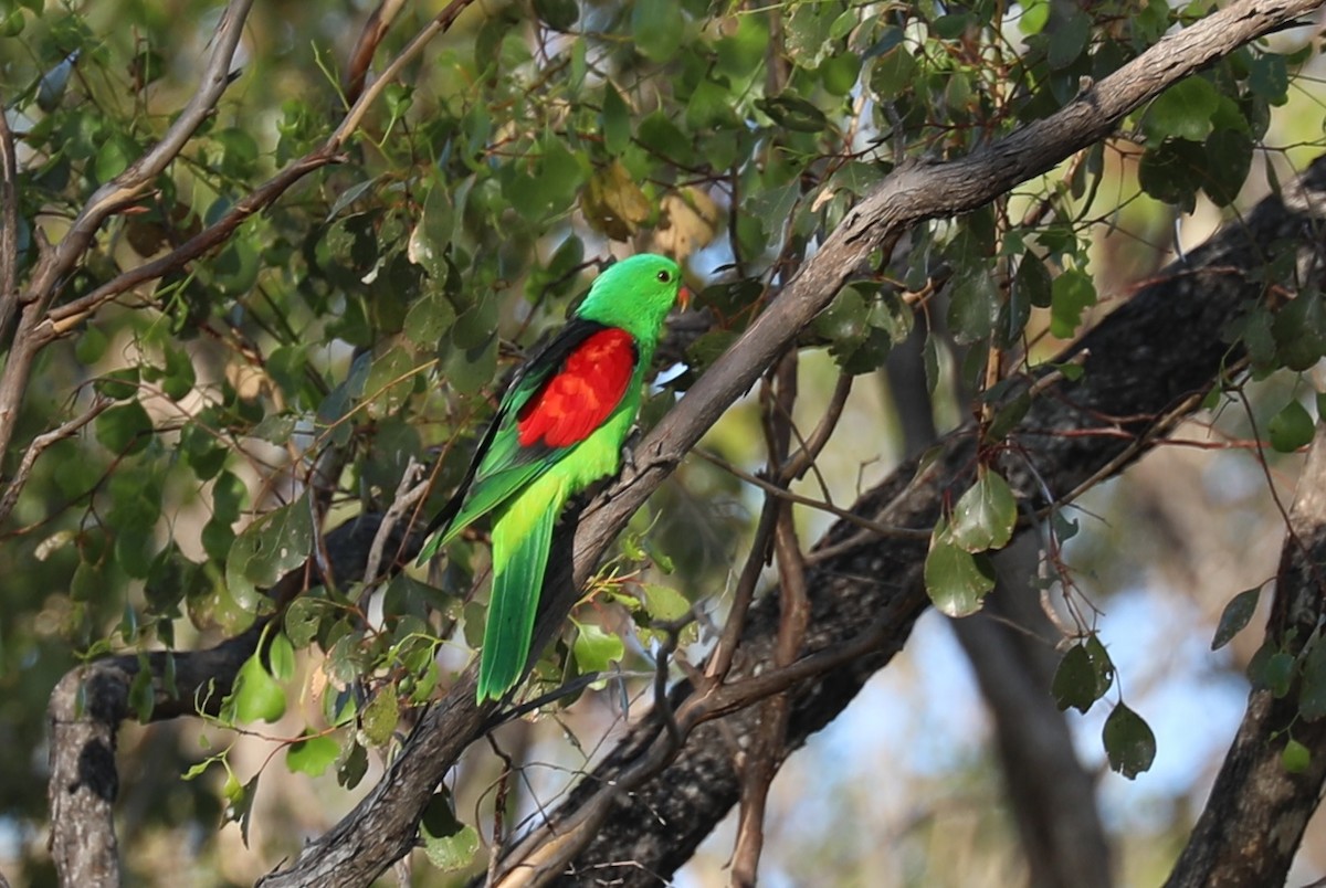 Red-winged Parrot - Cecile Espigole