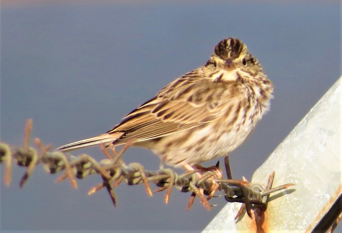 Savannah Sparrow - ML304151571