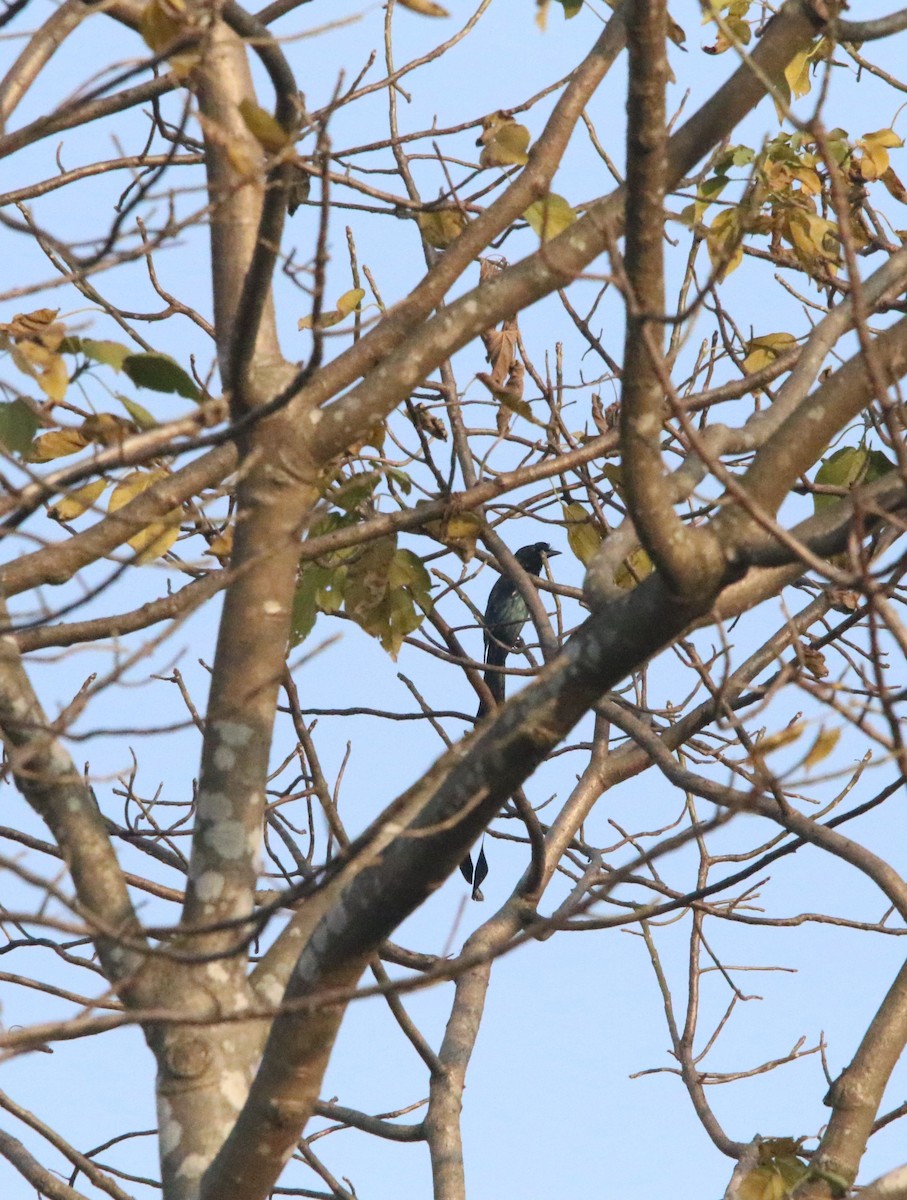 Greater Racket-tailed Drongo - Sushant Jadhav