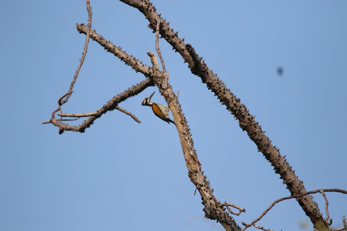White-naped Woodpecker - Sushant Jadhav