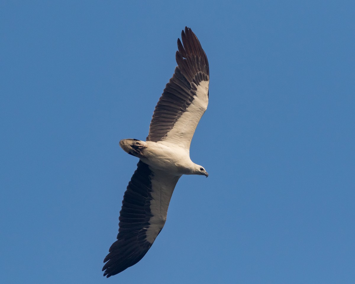 White-bellied Sea-Eagle - Sushant Jadhav