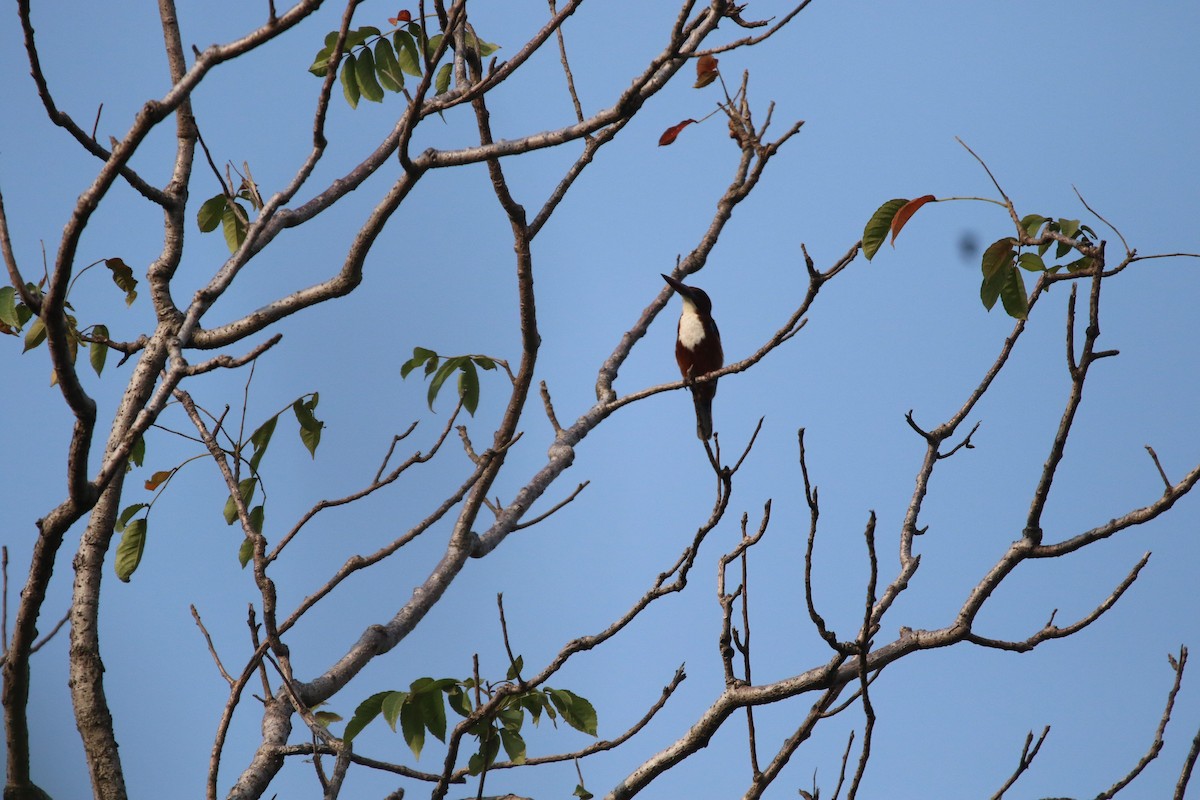 White-throated Kingfisher - Sushant Jadhav