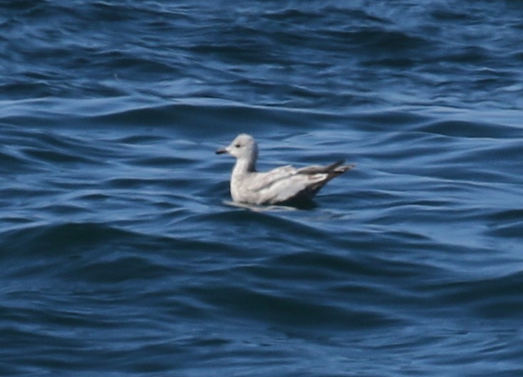 Iceland Gull (Thayer's) - ML30415401