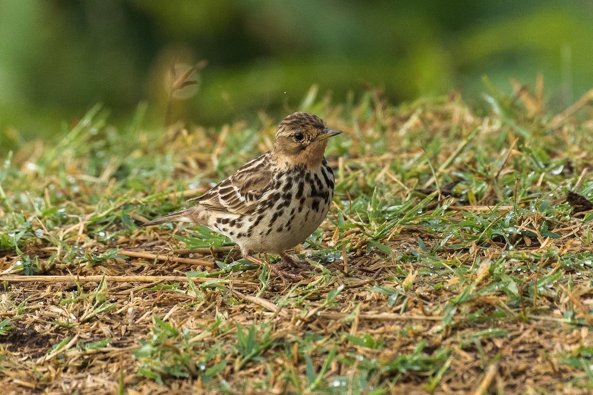 Red-throated Pipit - ML304156121