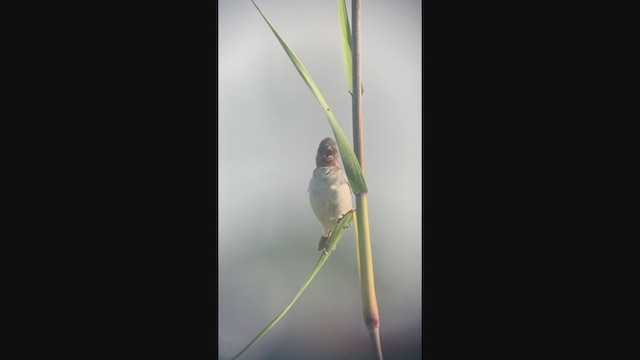 Chestnut-throated Seedeater - ML304157821
