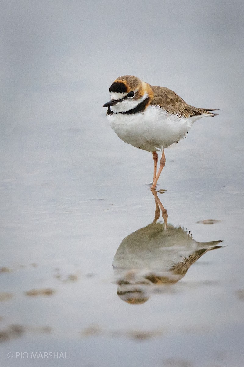 Collared Plover - ML304162561